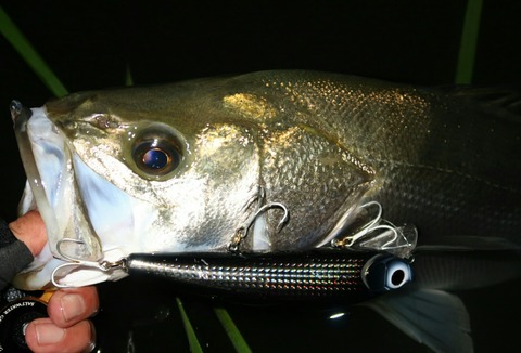 20181012201221_IMG_0180-1