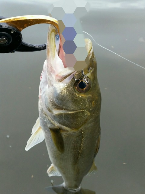 Point Blur_20190719_065646