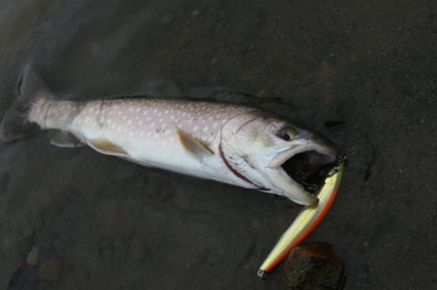 阿寒川のアメマス釣 阿寒湖荘 アウトドア便り