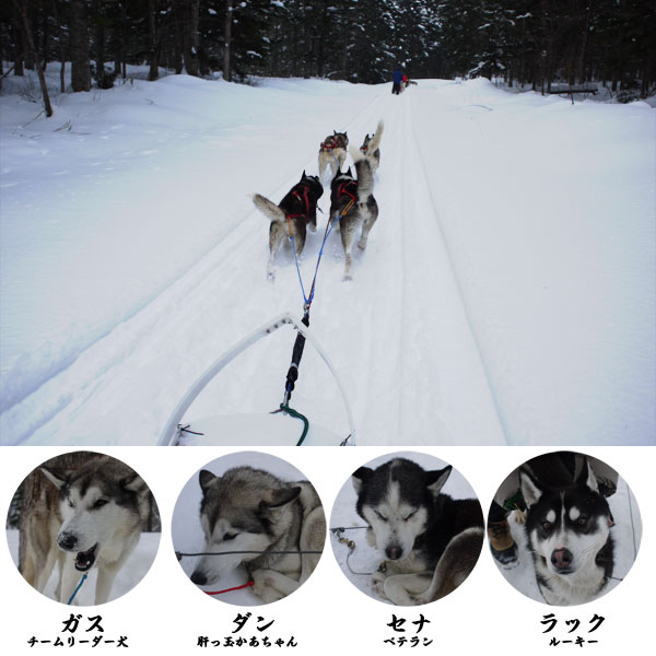 dogsled1_4