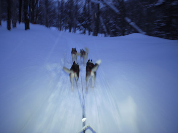 dogsled5