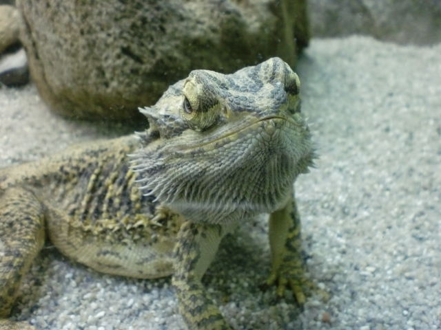 東山動物園 ａｋａｒｕの理科室