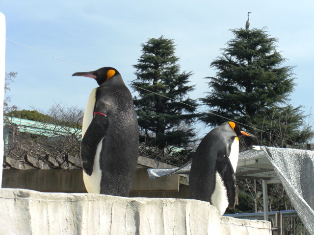 先日 東山動物園に行きました ａｋａｒｕの理科室