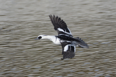 ミコアイサ♂DSC_0616_332951_