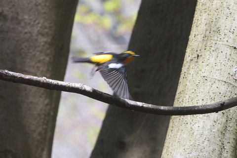 キビタキ♂DSC_354133_