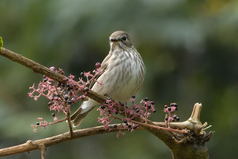 エゾビタキDSC_381456__00001