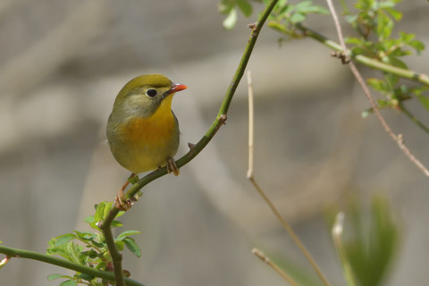 ソウシチョウDSC_406034__00001