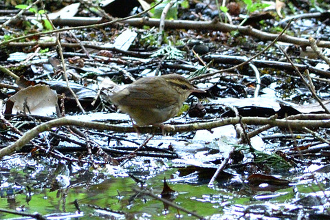 ヤブサメ DSC_427030__00001