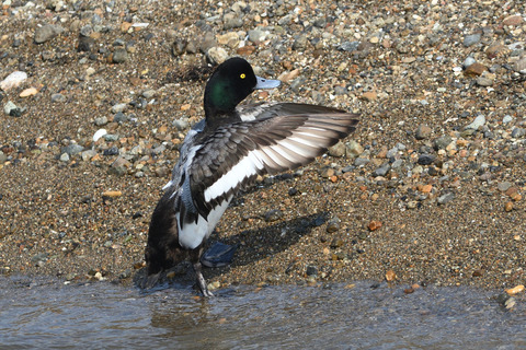 スズガモ♂DSC_468737_