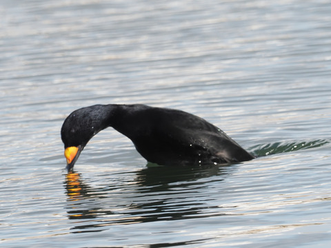 クロガモ♂201912-2930-PC272930_00001