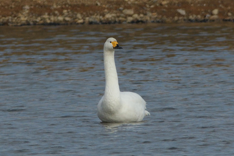 コハクチョウDSC_390883__00001