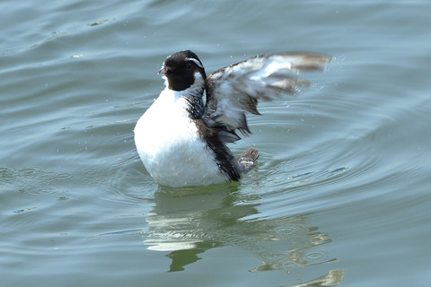 ウミスズメDSC_426126__00001