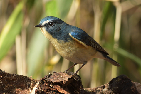 ルリビタキ♂DSC_388113__00001