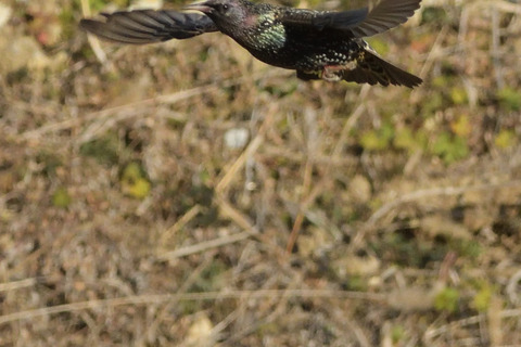 ホシムクドリDSC_395201__00001