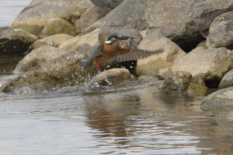 カワセミ♂DSC_8455_350956_