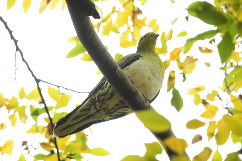 アオバト♀DSC_386738__00001