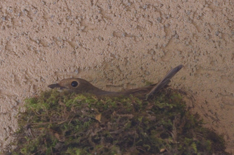 オオルリ♀DSC_424969__00001