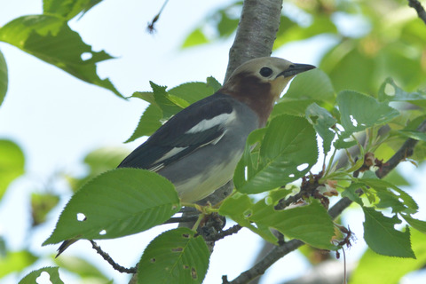 コムクドリ♂DSC_413928__00001