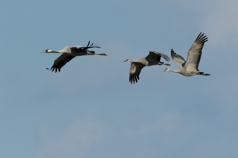 クロヅル＆カナダヅルDSC_388323__00001