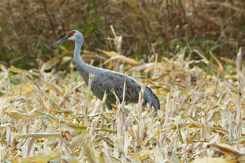 カナダヅルDSC_388470__00001