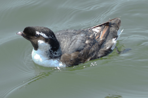 ウミスズメDSC_426176__00001