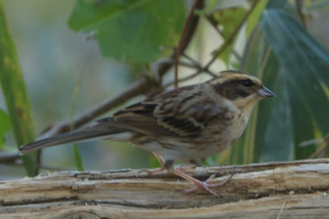 ミヤマ頬披露目すDSC_384249__00001