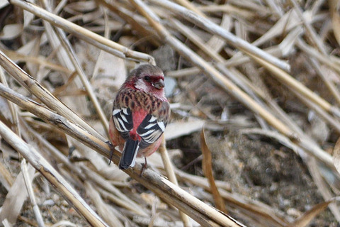 ベニマシコ♂DSC_456334__00001