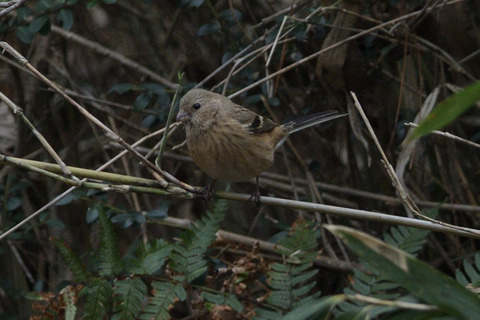 ベニマシコ♀DSC_4544_347095_