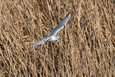 づグロカモメDSC_463657__00001