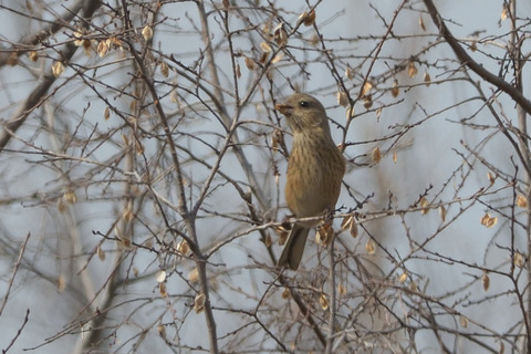 ベニマシコ♀DSC_393890__00001