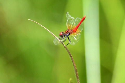 ハッチョウトンボ♂DSC_425768__00001