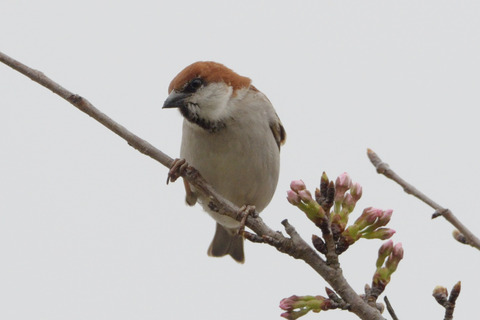 ニュウナイスズメ♂DSC_353611_