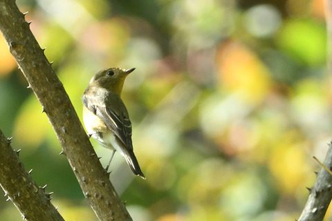 ムギマキ♀DSC_492164_