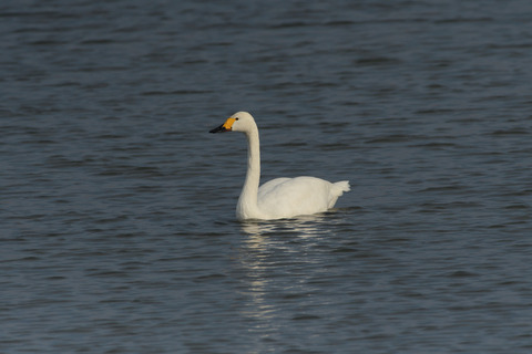 コハクチョウDSC_390791__00001