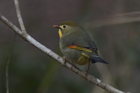 ソウシチョウDSC_4136_346690_