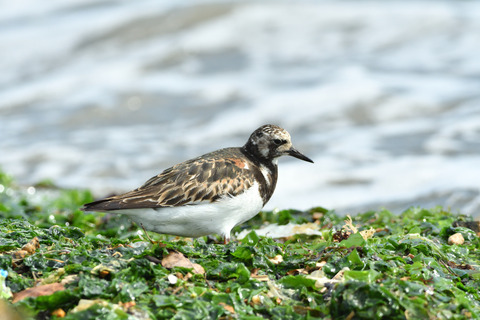 キョウジョシギDSC_429683__00001