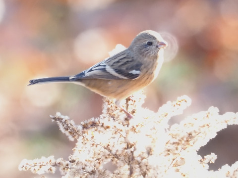 ベニマシコ♀　PC130095_00001