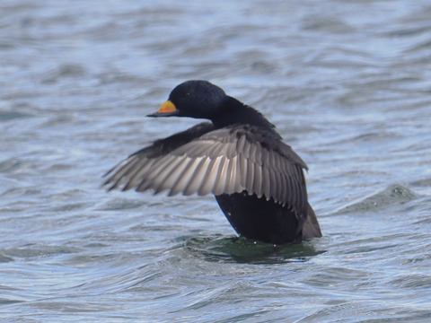 クロガモ♂　201912-PC270213_00001