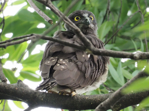 アオバズク雛_20200724_P7249551