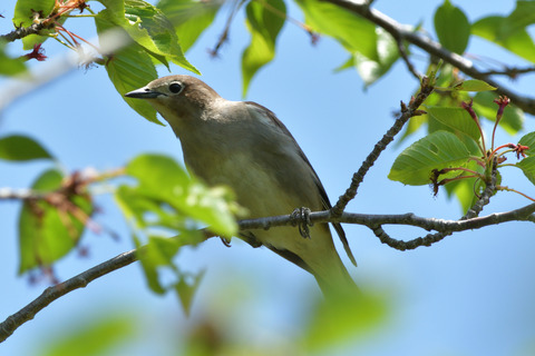 コムクドリ♀DSC_413852__00001