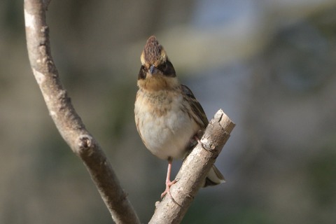 ミヤマホオジロ♀DSC_4748_336991_