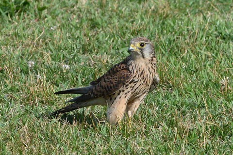 チョウゲンボウDSC_480930_