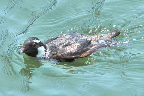 ウミスズメDSC_426061__00001