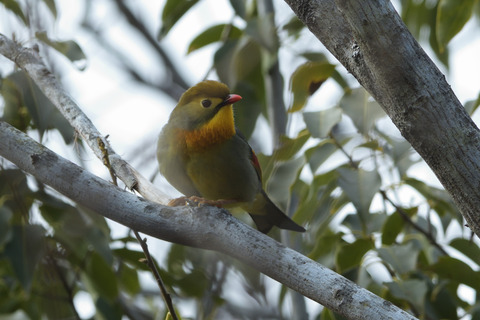 ソウシチョウDSC_395575__00001