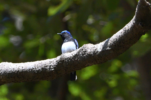 オオルリ♂DSC_468944_