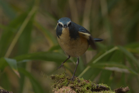 ルリビタキ♂DSC_386492__00001