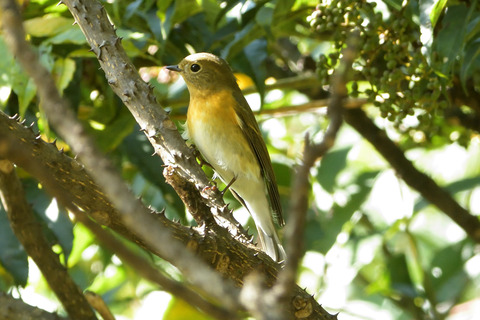 ムギマキ♀DSC_381395__00001