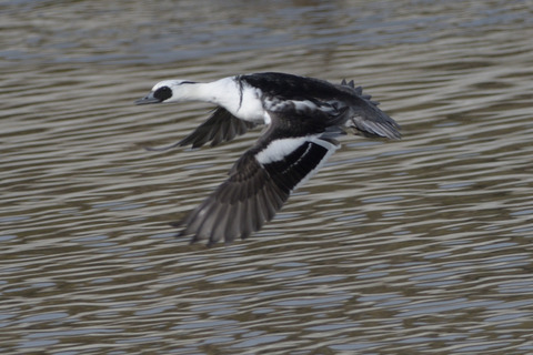 ミコアイサ♂DSC_0617_332952_