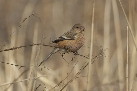 ベニマシコDSC_395835__00001