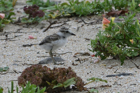 シロチドリDSC_482754_